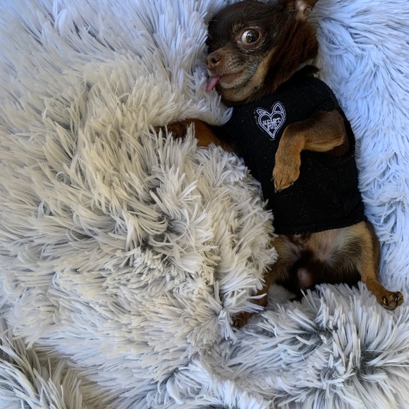 ERGONOMIC LUXURY PET MICRO-BEAD BEAN-BAG BED 🛏 - Picture 1 of 7